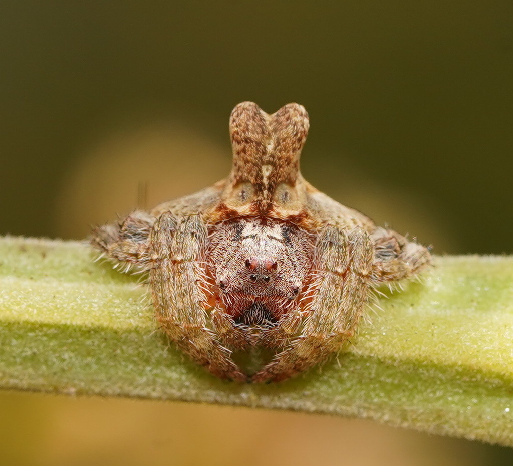 16 Captivating Facts About Wrap-around Spider 