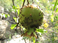 Crematogaster schmidti