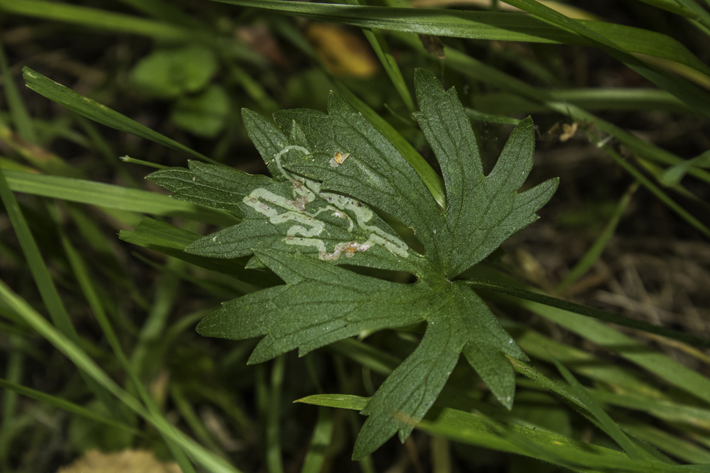 Ophiomyia curvipalpis