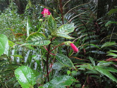 Kohleria inaequalis
