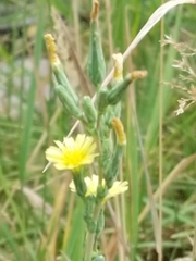 Lactuca ludoviciana