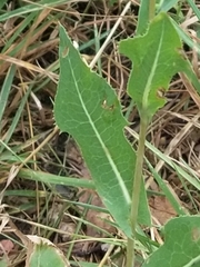 Lactuca ludoviciana