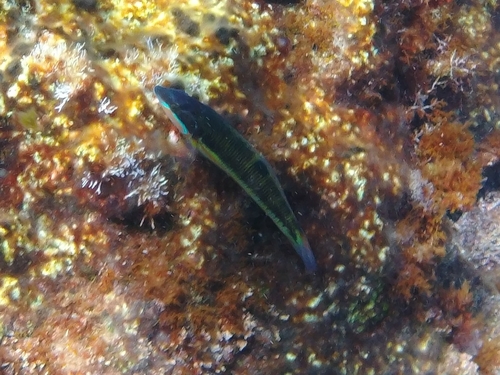 Thalassoma pavo