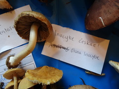 Inocybe mixtilis