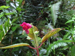Kohleria inaequalis