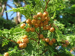 Chamaecyparis obtusa
