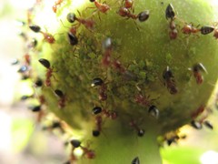 Crematogaster schmidti