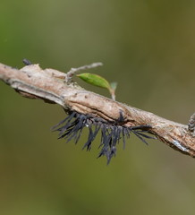 Septobasidium clelandii