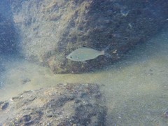 Eucinostomus currani