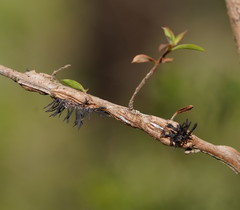 Septobasidium clelandii