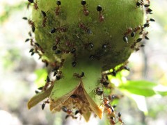 Crematogaster schmidti