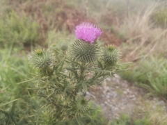 Cirsium vulgare