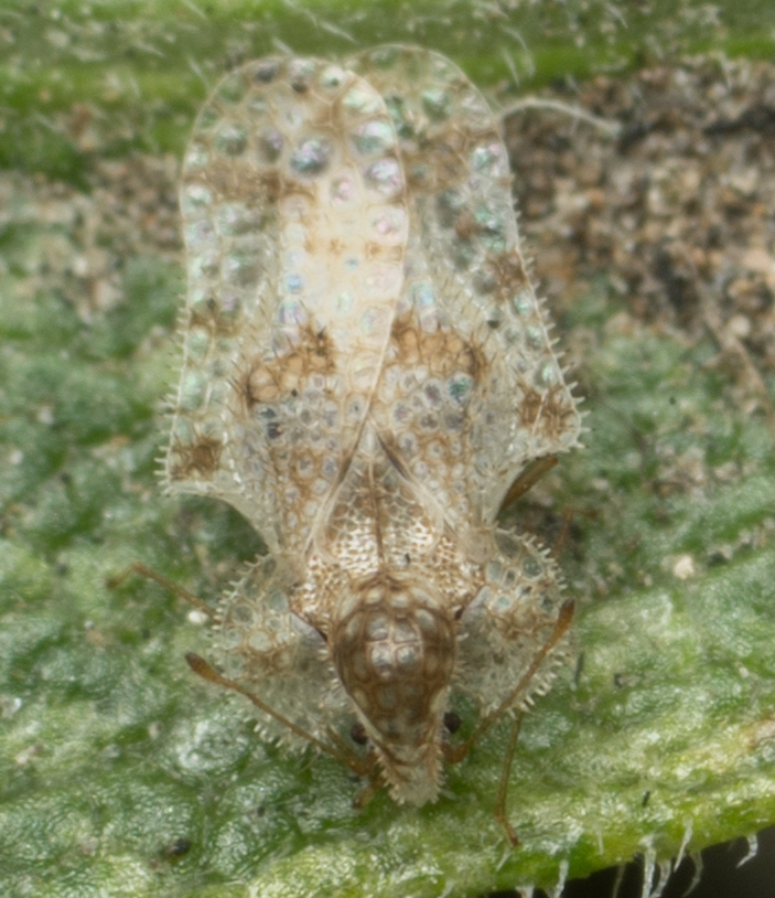 morrill lace bug