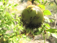 Crematogaster schmidti