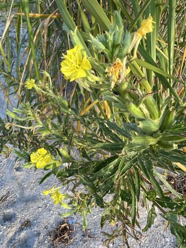 Oakes' Evening-primrose (Oenothera oakesiana)