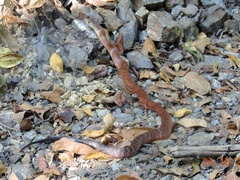 Drymarchon melanurus