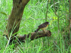 Ramphocelus flammigerus flammigerus