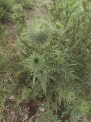 Cirsium vulgare