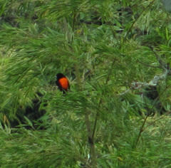 Ramphocelus flammigerus flammigerus