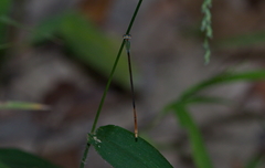 Aciagrion pallidum