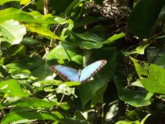 Morpho helenor montezuma