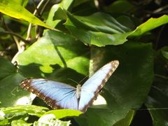 Morpho helenor montezuma
