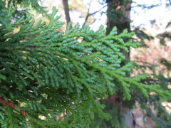 Chamaecyparis obtusa