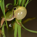 Yellow-bellied Treefrog - Photo (c) Kim, Hyun-tae, some rights reserved (CC BY), uploaded by Kim, Hyun-tae