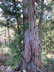 Chamaecyparis obtusa