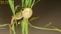 Hyla flaviventris