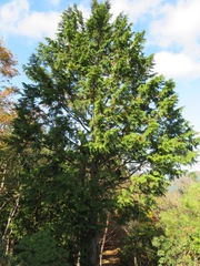 Chamaecyparis obtusa