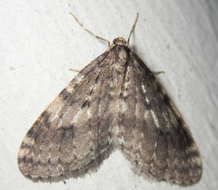 Operophtera occidentalis