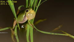 Hyla flaviventris
