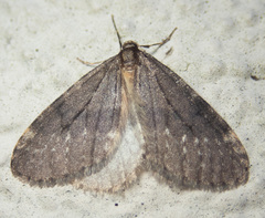 Operophtera occidentalis