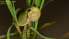 Hyla flaviventris