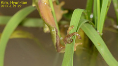 Hyla flaviventris