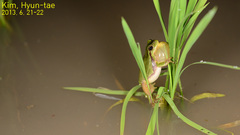 Hyla flaviventris