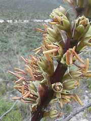 Agave striata striata