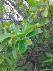 Neopringlea integrifolia