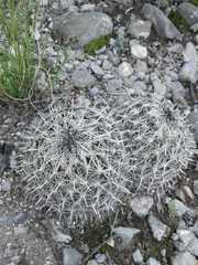 Coryphantha delicata