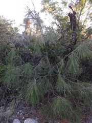 Pinus pinceana