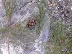 Pinus pinceana
