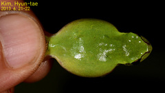 Hyla flaviventris