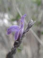 Mirandea grisea