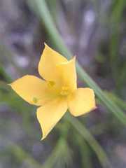Menodora