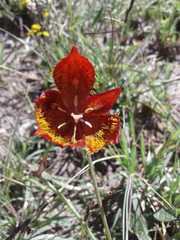 Calochortus marcellae