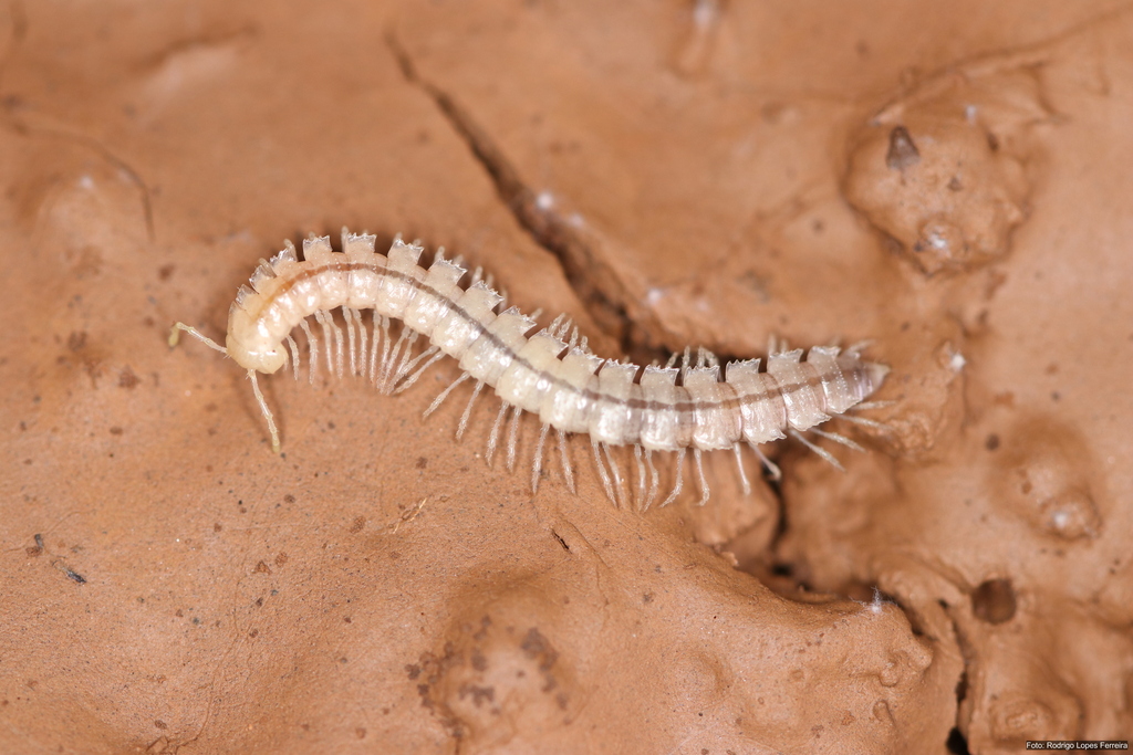 Cayenniola