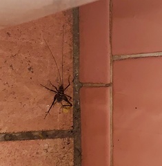 Tachycines asynamorus