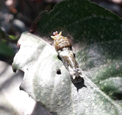 Papilio