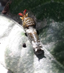 Papilio